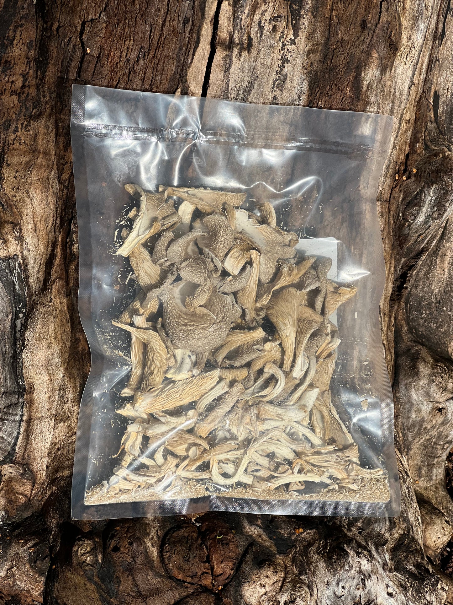 Dried Blue Oyster Mushrooms