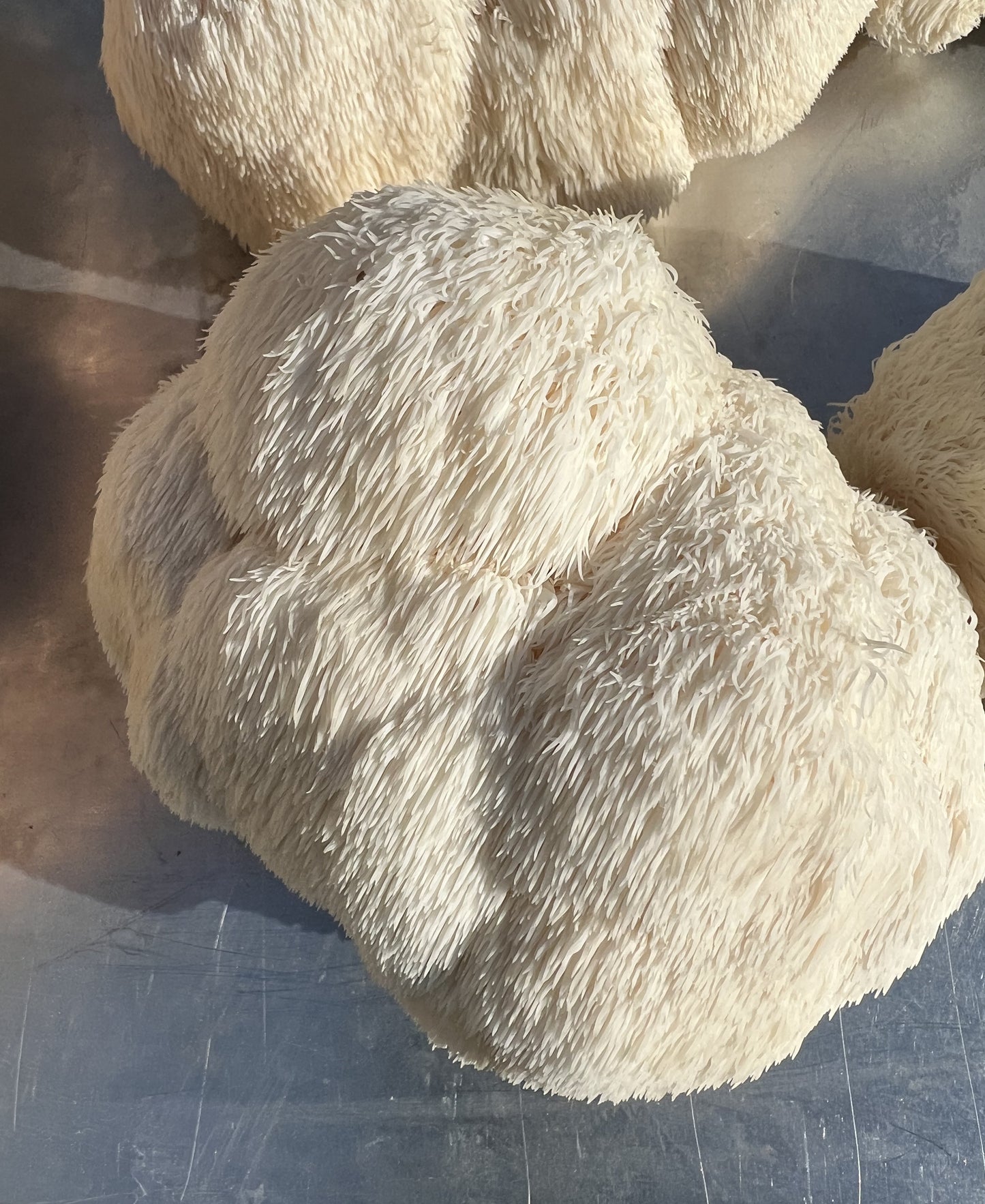 Dried Lion's Mane Mushrooms