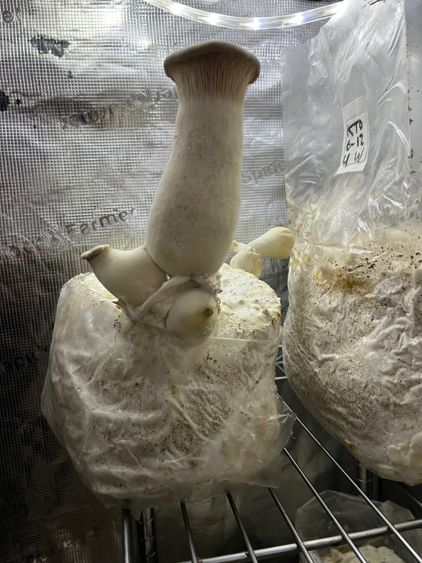Dried King Trumpet Mushrooms