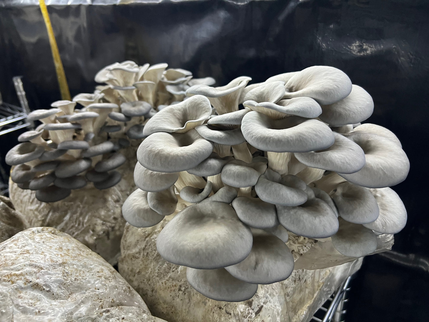 Dried Blue Oyster Mushrooms