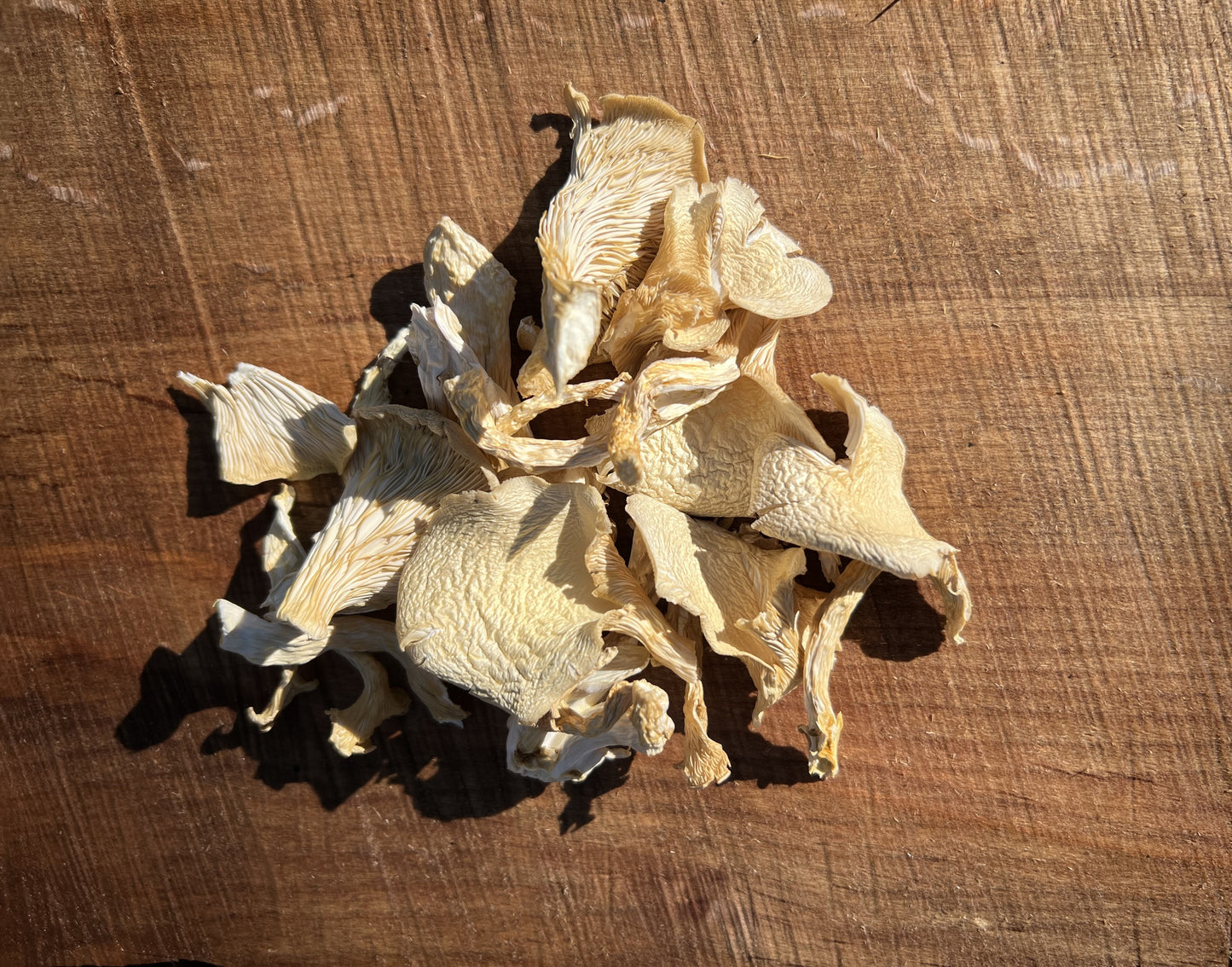 Dried Elm Oyster Mushrooms