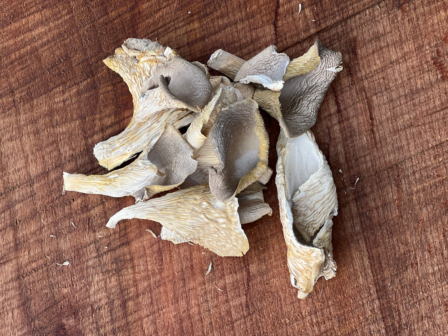 Dried Blue Oyster Mushrooms