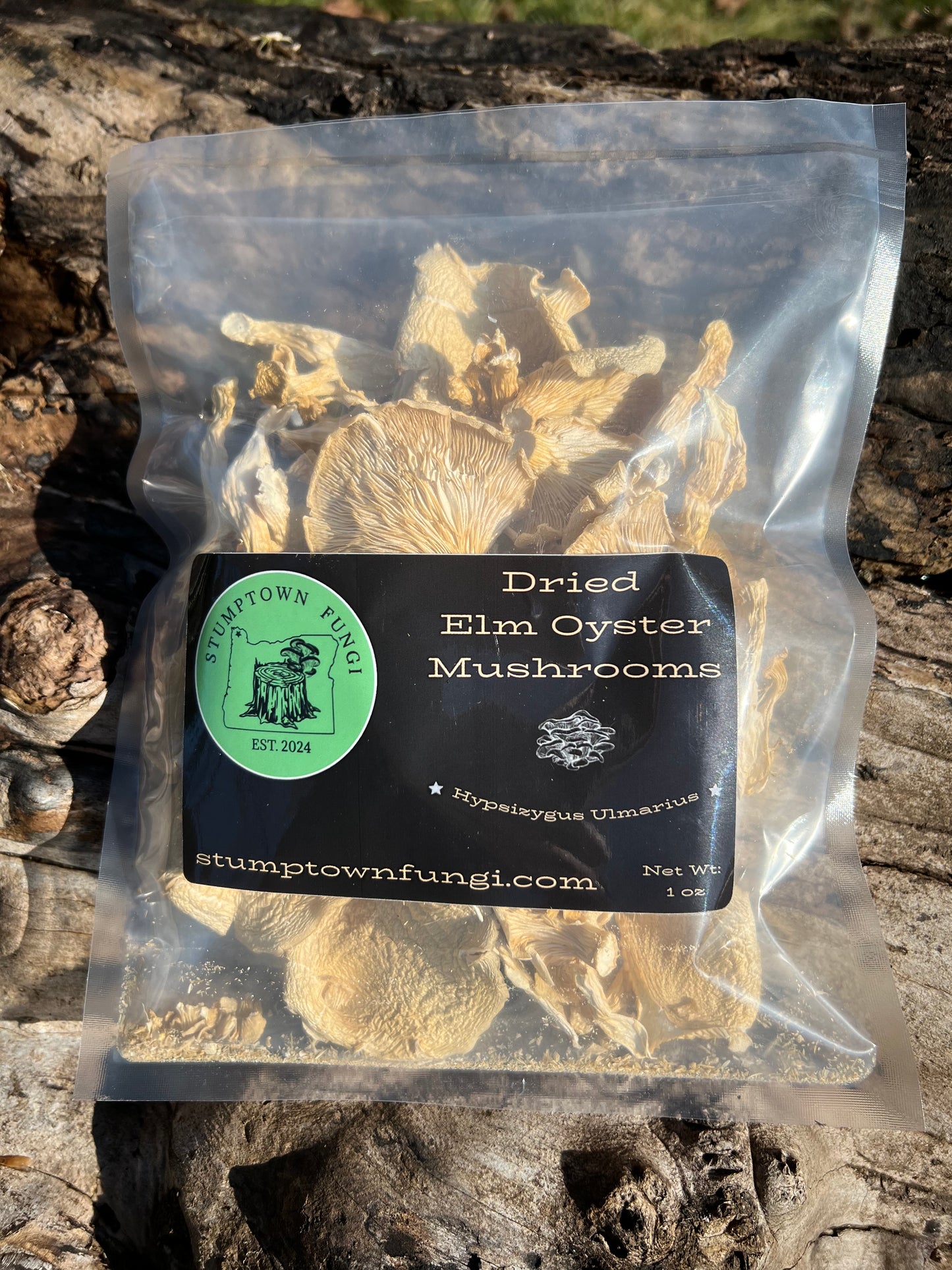 Dried Elm Oyster Mushrooms