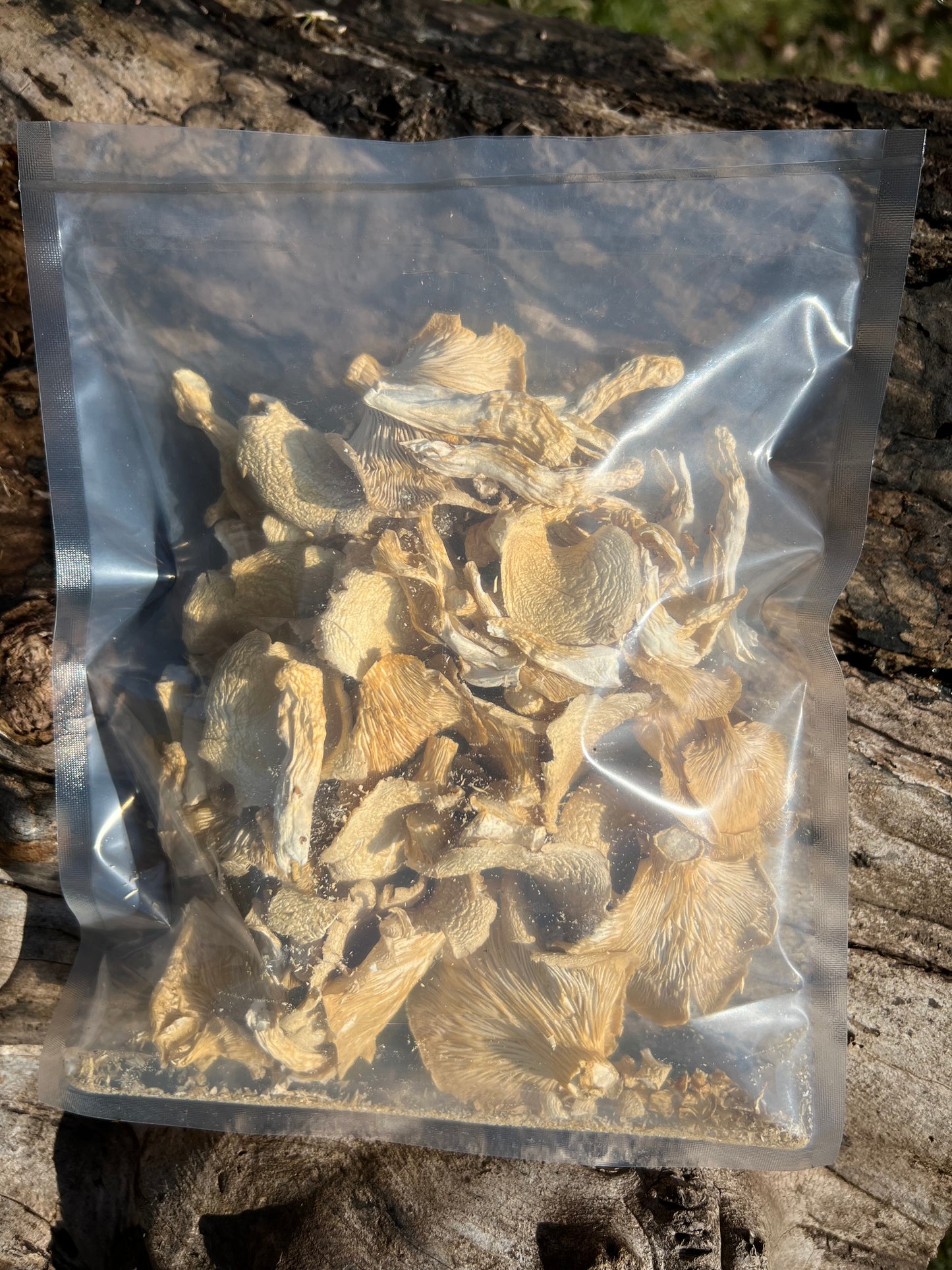 Dried Elm Oyster Mushrooms