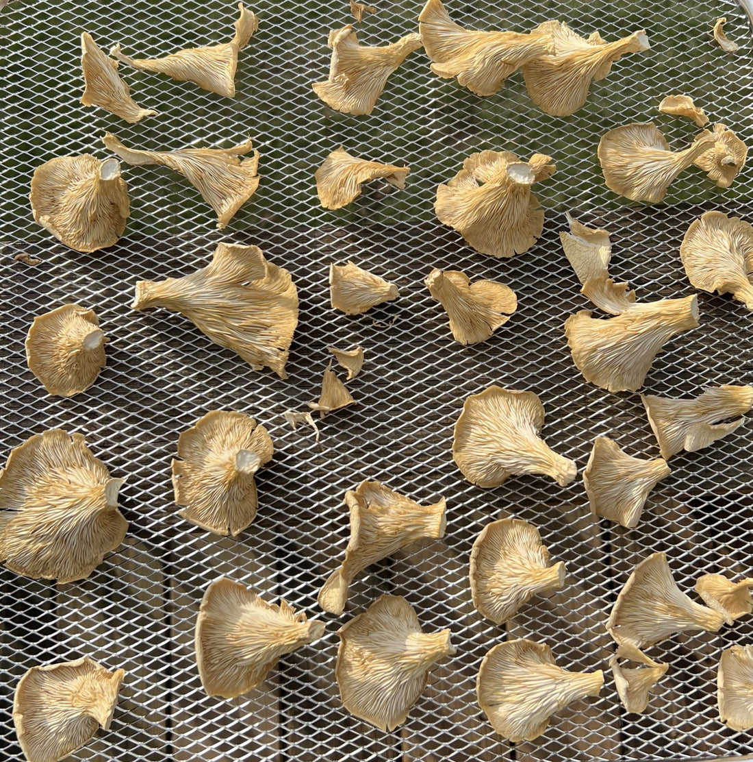 How To Prepare Dried Mushrooms