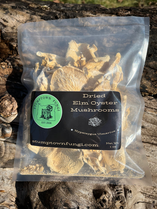 Dried Elm Oyster Mushrooms